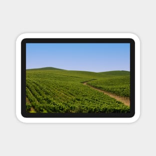 Vineyards Magnet