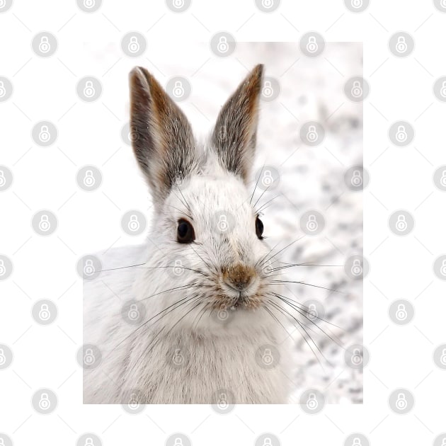 Snowshoe Hare closeup by Jim Cumming
