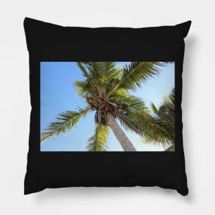 Florida Coconut Palm Pillow