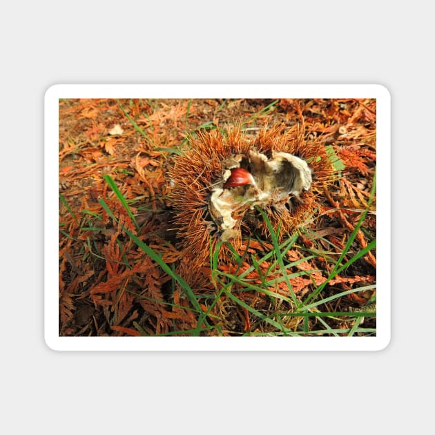 Chestnut Or Hedgehog? Magnet by AlexaZari