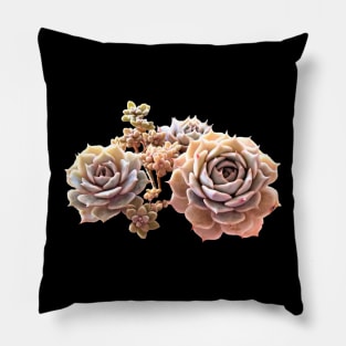 Echeveria Rosa Pillow