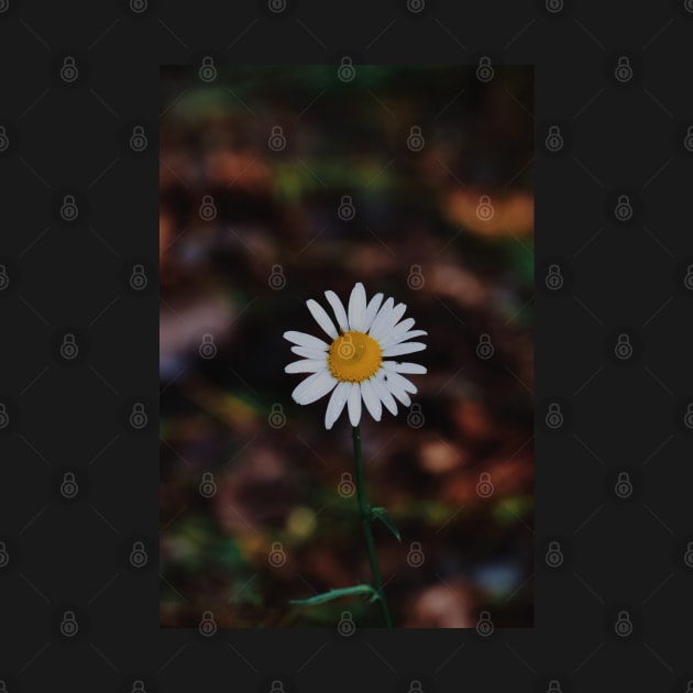 Oxeye Daisy by tessiaphoto