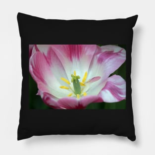 TULIP Pillow