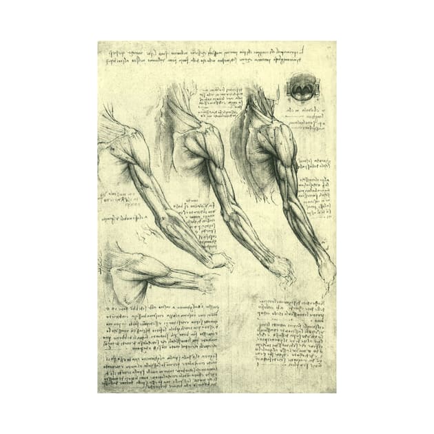 Human Anatomy Arm and Shoulder by Leonardo da Vinci by MasterpieceCafe