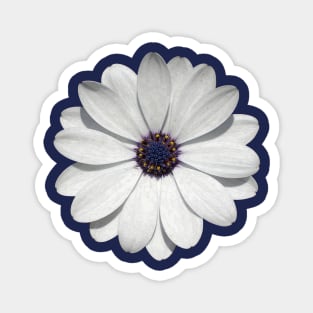 White Osteospermum Daisy Festival Flower Vector Art Magnet