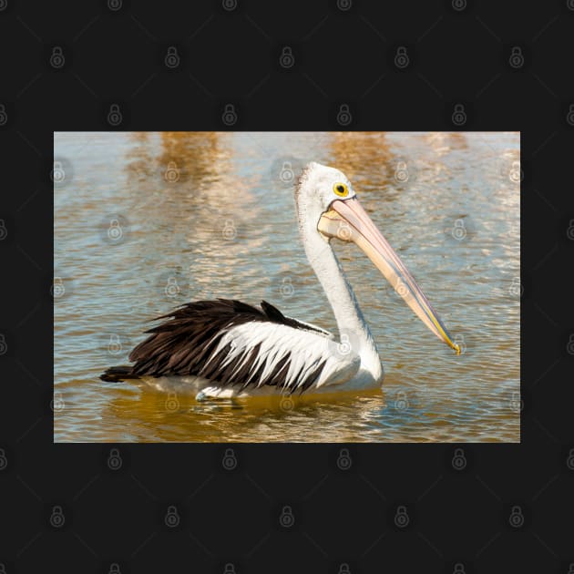 Australian Pelican by Upbeat Traveler