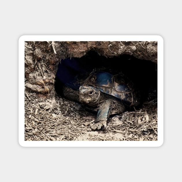 Box Tortoise Magnet by mtndew3301@gmail.com