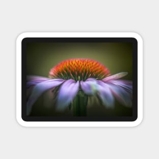 Echinacea flower close-up Magnet