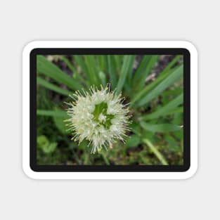 Green Onion Blossom 6 Magnet