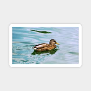 A Duck Swimming In a Pond Magnet