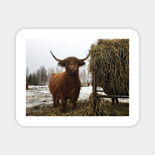 Scottish Highland Cattle Cow 2164 Magnet