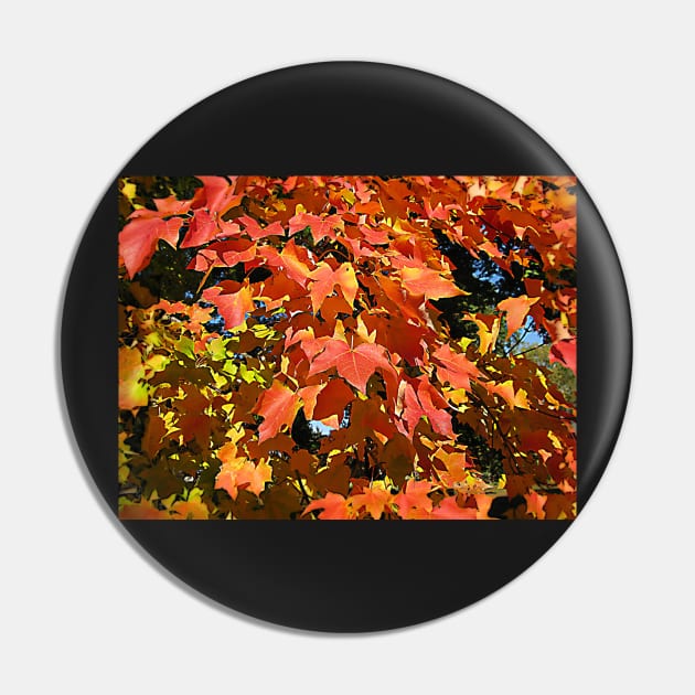 Maple leaves Pin by vadim19