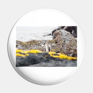 Black-crowned night heron in ocean Pin