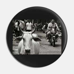 Cows Black white retro Street Photography Pin