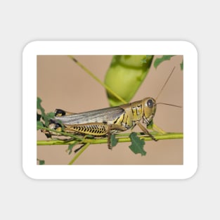 Differential grasshopper (Melanoplus differentialis) Magnet