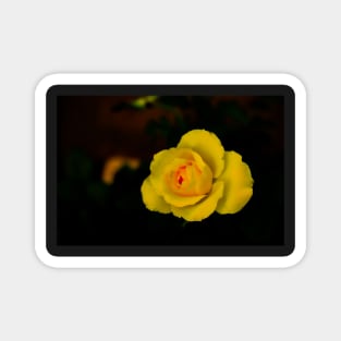 single yellow rose blossom with red center on black background Magnet