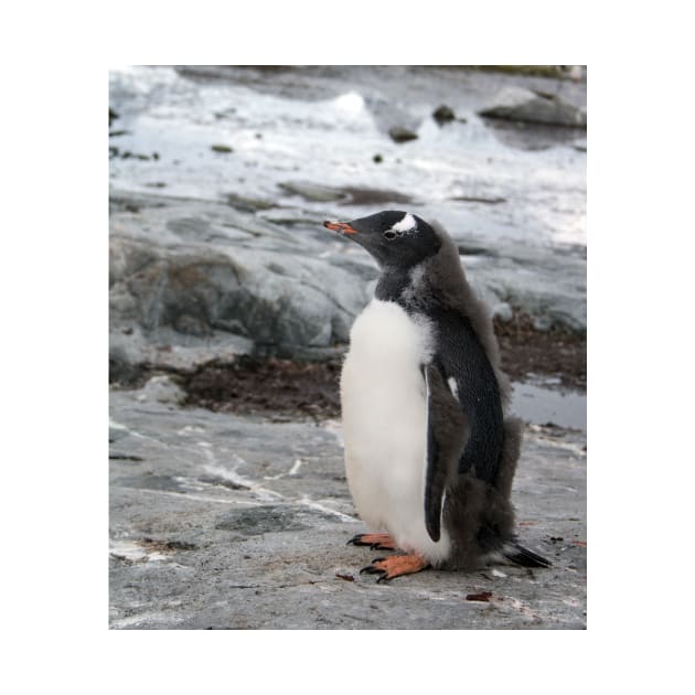 Gentoo penguin chick by HazelWright