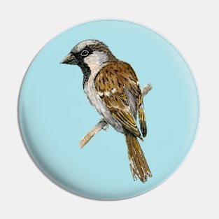 House sparrow colored ink drawing Pin