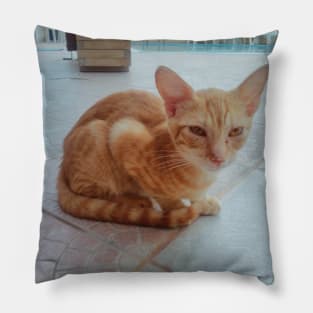 Pretty Siamese Egyptian Red Cat Photography for cat lovers and cat addicts Pillow