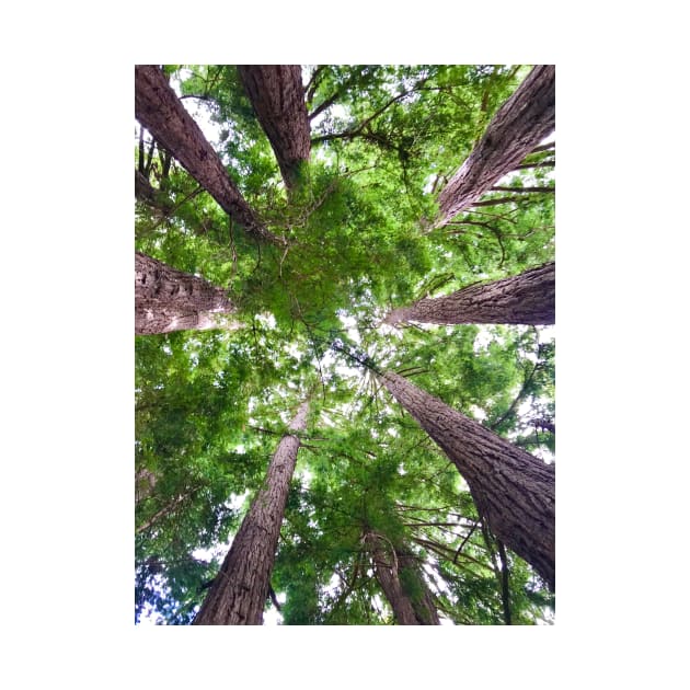 Looking up into Redwood trees by ephotocard