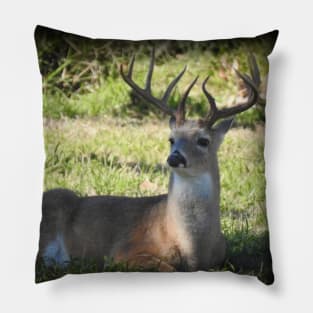 White-tailed Deer Pillow