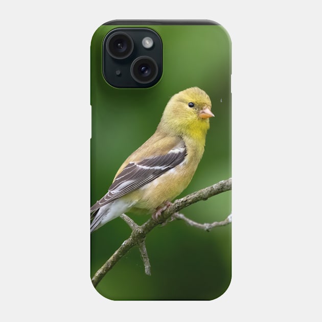 American Goldfinch on a beautiful Spring Day Phone Case by BirdsnStuff