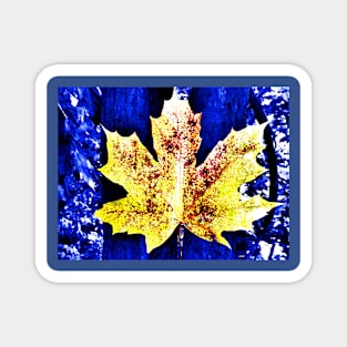 Maple Leaf in Blue Nature Magnet