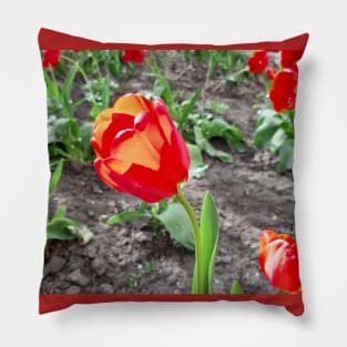 Red flowers tulips, spring nature, photo Pillow