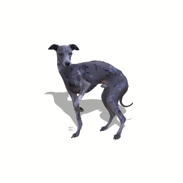 Italian Greyhound by VEROfojt
