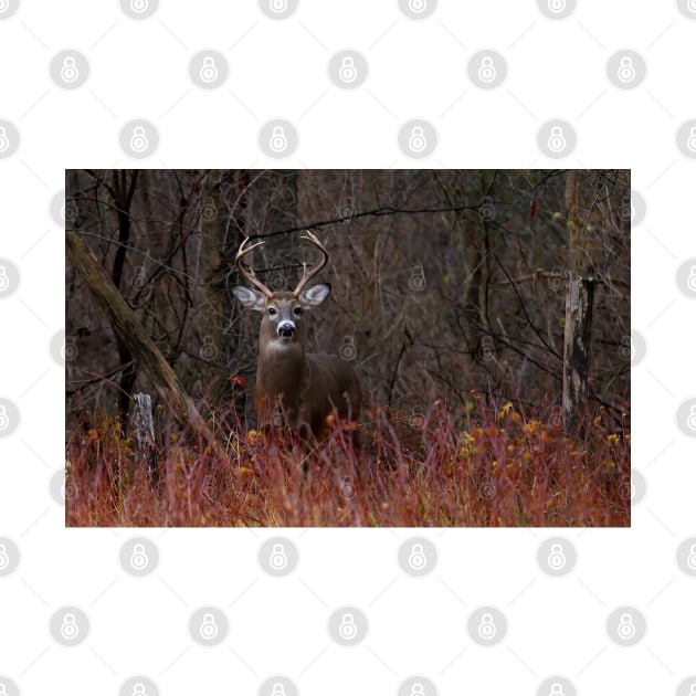 White-tailed buck by Jim Cumming