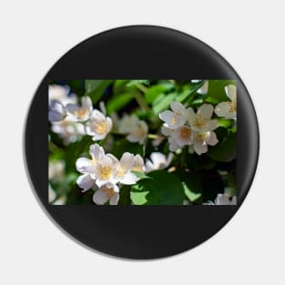 Sweet mock-orange (Philadelphus coronarius) flowers Pin