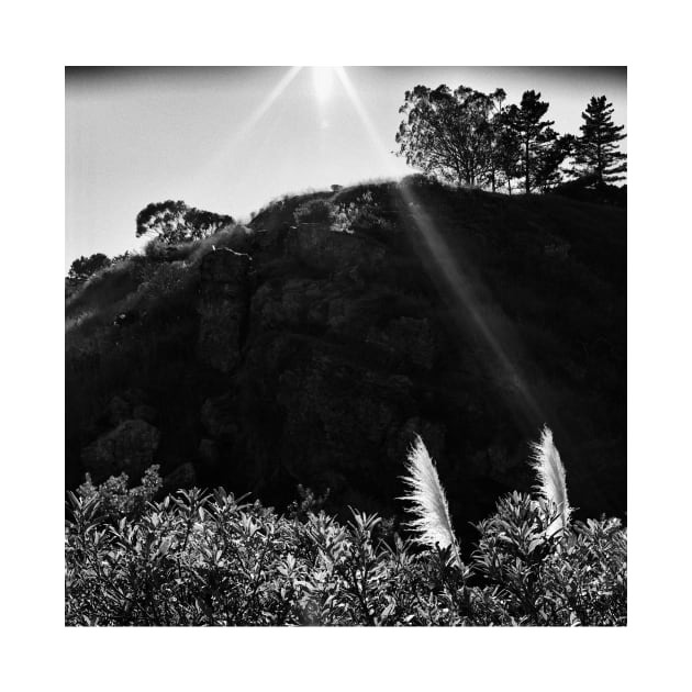 Pampas Grass, Glen Canyon Park, San Francisco by rodneyj46