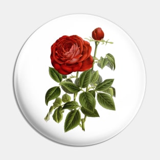 Red Rose Flower Vintage Botanical Illustration Pin