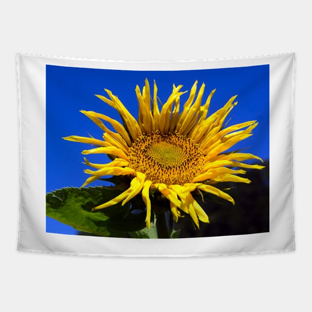 alb sunflower Tapestry by pcfyi