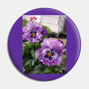 Beautiful Purple Pansies in the Garden Pin