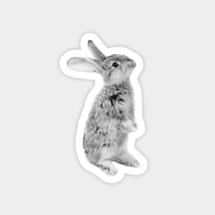 Rabbit 08 Magnet