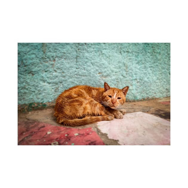 Cat orange by mohamedayman1