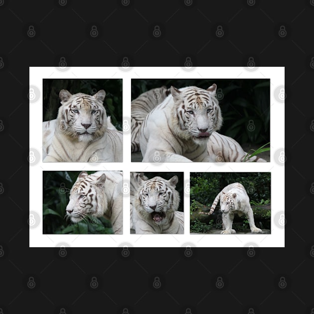 White Tiger Beauty by LeanneAllen