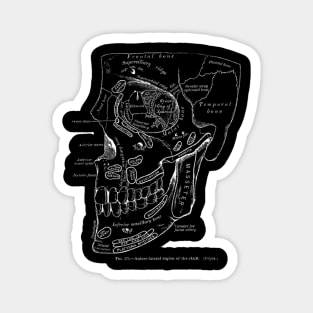 Anatomy Art Region Skull Magnet