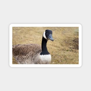 Canada Goose With Sticks In Its Mouth Magnet