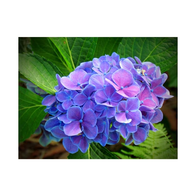 Bluish Purple Hydrangea by Cynthia48