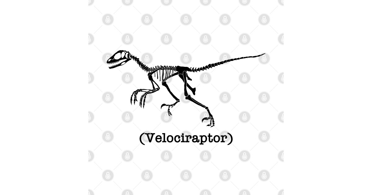 raptor fossil with feathers