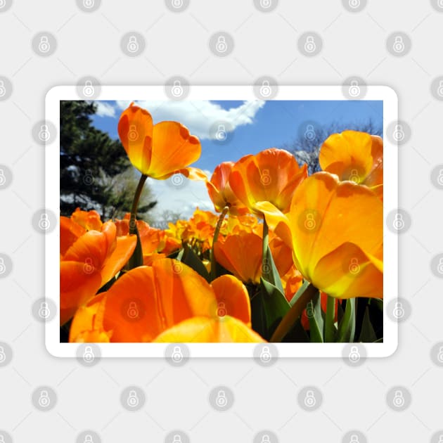 Orange Tulip Reaching for the Sky Magnet by H. R. Sinclair