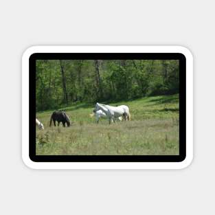 Wild Horse Herd Magnet