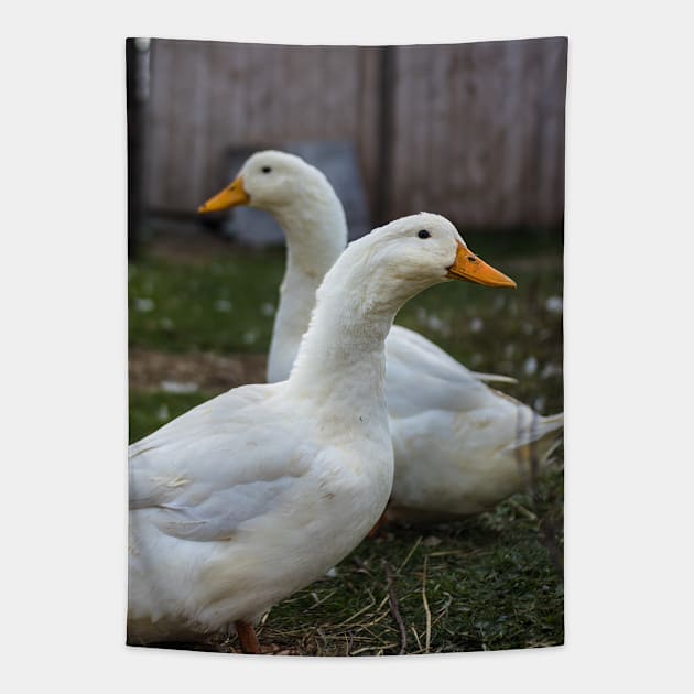 Two White Inseparable Ducks at the Farm Tapestry by Family journey with God