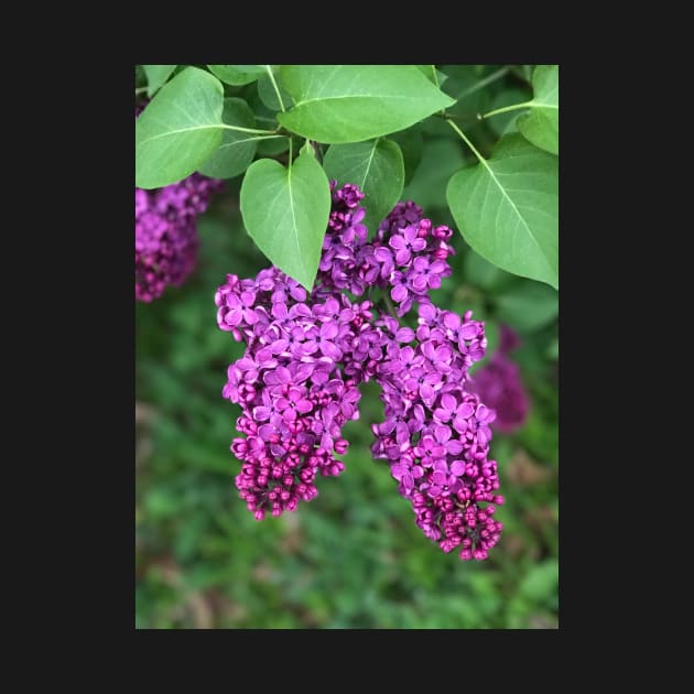 Purple Lilac by ephotocard