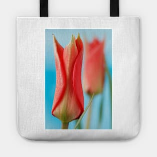 Tulipa linifolia  Flax-leaved tulip  Miscellaneous tulip Tote