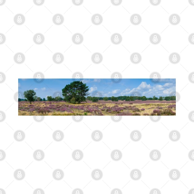 Panorama of heathland with trees early in the morning by Dolfilms