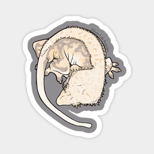 Grayson Line, Large Crested Gecko - Chai Magnet