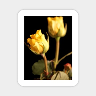 Yellow Roses closeup Magnet